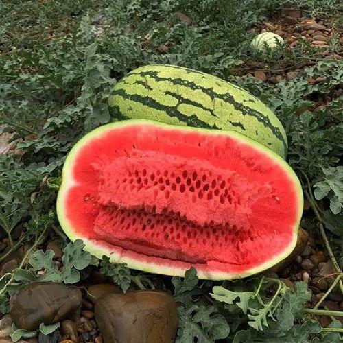 胶瓜今日价格最新行情,最新行情解析