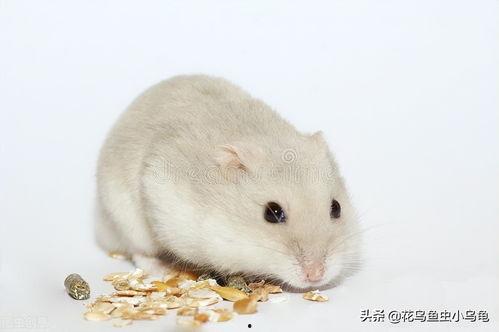 仓鼠可以吃黑瓜不,黑瓜成为新宠