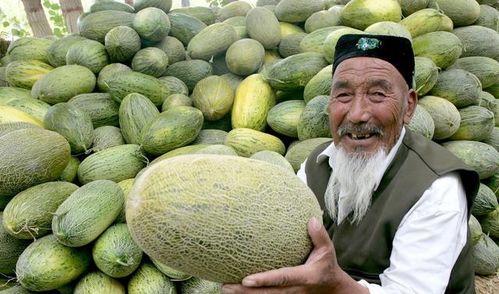 今日哈密瓜价格视频,今日哈密瓜价格行情实时播报