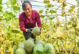 哈密瓜种植热门,热门品种与高效栽培技巧揭秘