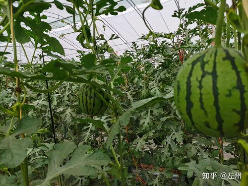 西华小吊瓜今日价格,价格行情一览