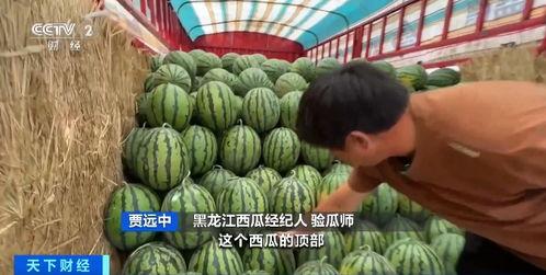 洋瓜价格今日行情最新,价格波动解析与市场趋势洞察