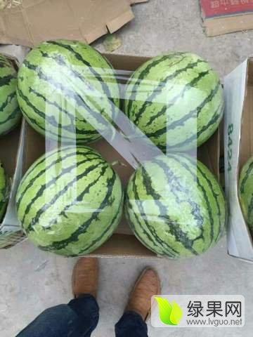 洋瓜价格今日行情最新,价格波动解析与市场趋势洞察