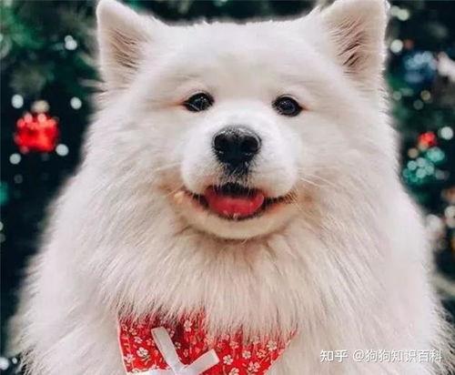 萨摩耶明星网红图片女孩,萌态可掬的治愈系宠星
