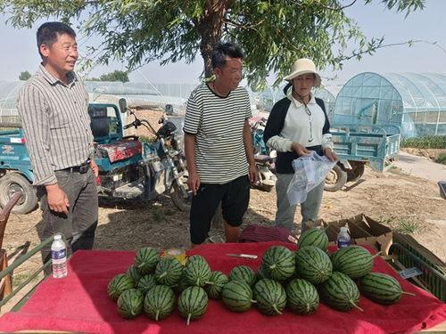 礼品小吊瓜今日价格,品味健康，尽享优惠时光”