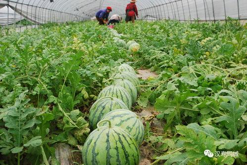 今日长葛头条卖瓜大王,今日头条聚焦卖瓜大王传奇