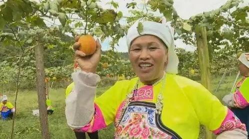 万邦今日吊瓜,探寻吊瓜的独特魅力与养生之道
