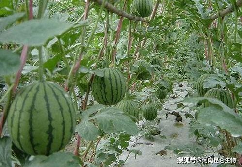 朝阳区热门大瓜,揭秘热门大瓜背后的真相