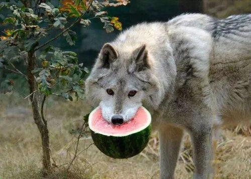 黑犬酱吃瓜