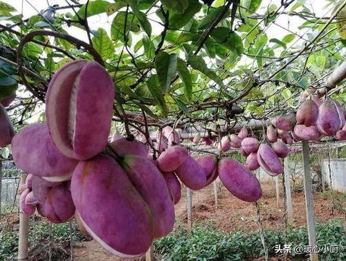 八月瓜热门歌曲在线听,旋律动人，情感共鸣