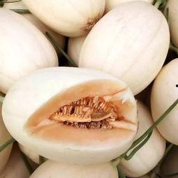 今日台州东方蜜瓜价格,价格行情一览