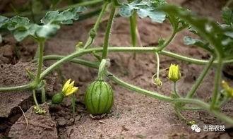 南充吃瓜爆料公司地址在哪里,探寻神秘地址背后的故事