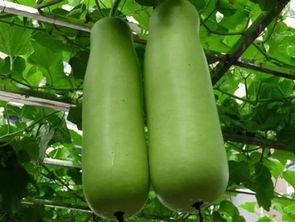 南充吃瓜爆料公司地址在哪里,探寻神秘地址背后的故事