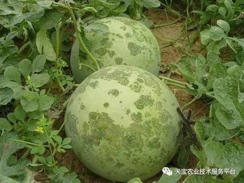 南充吃瓜爆料公司地址在哪里,探寻神秘地址背后的故事