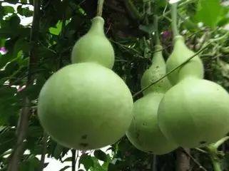 葫芦瓜今日报价,市场行情一览，价格波动解析”