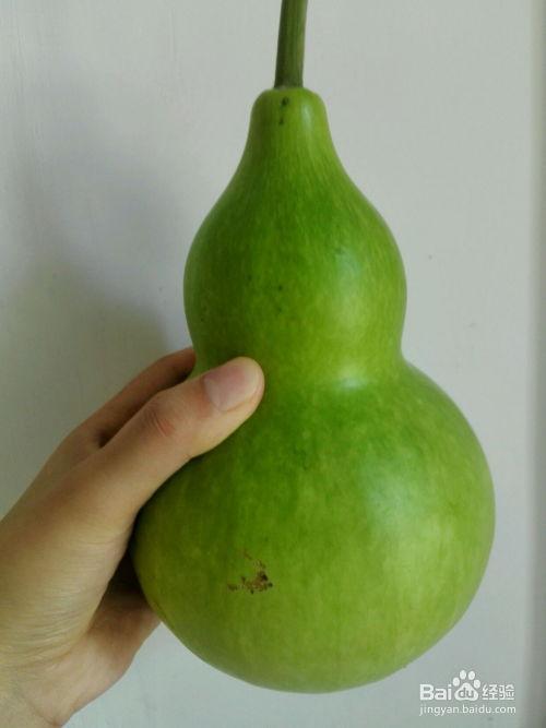 葫芦瓜今日报价,市场行情一览，价格波动解析”