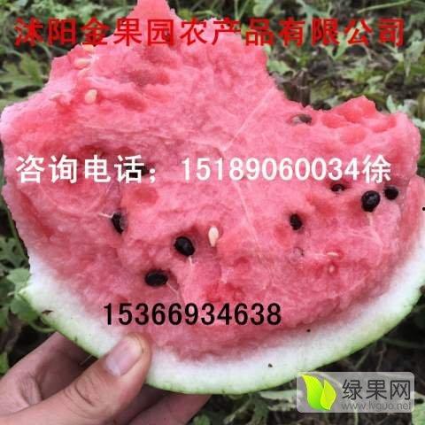 今日蕃瓜价格最新行情,价格波动解析与市场趋势洞察