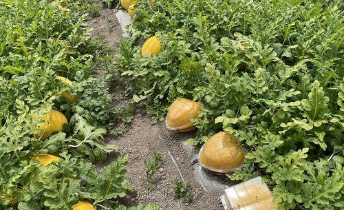 最近热门黄色瓜