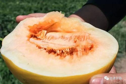 民勤蜜瓜热门视频,甘甜如蜜，视频带你领略瓜乡魅力