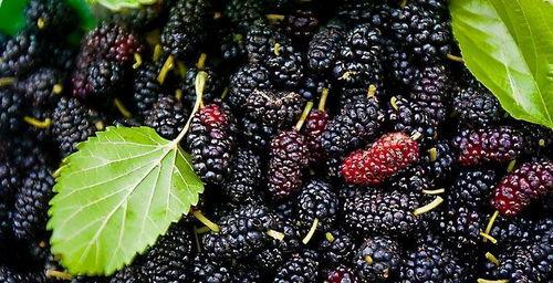 血糖高吃黑櫁瓜