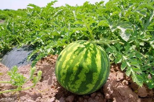 老汉瓜今日价格行情,今日市场动态一览