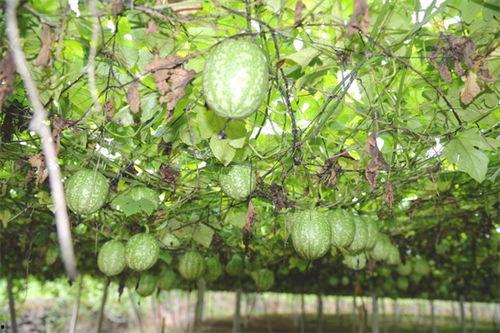 漯河小吊瓜今日价格,价格行情一览”