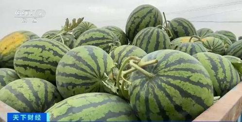 通海今日瓜价行情最新,今日瓜价波动，新鲜资讯速览