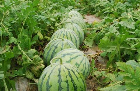 鉴定网络热门大瓜,真相与谣言的交织