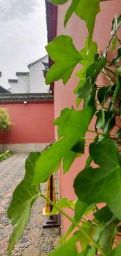 海宁今日是否有大瓜,揭秘惊人事件