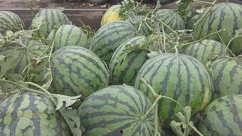 韩城同城热门吃瓜视频