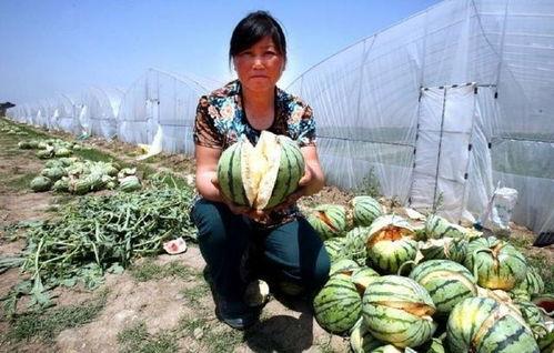 长垣吃瓜热门事件解说