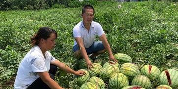 长垣吃瓜热门事件解说