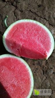 今日美都精品瓜报价,新鲜美味，尽享夏日清凉时光”