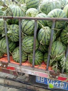 今日美都精品瓜报价,新鲜美味，尽享夏日清凉时光”