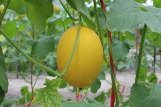 网纹蜜瓜热门视频,热门视频带你领略甜蜜诱惑