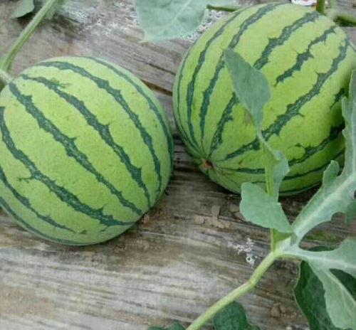 夏邑西瓜今日价次瓜