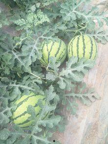 夏邑西瓜今日价次瓜