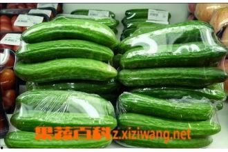 甘肃小乳瓜今日价格